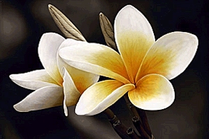 Poszter - Frangipani A113/27