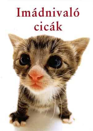 Imádnivaló cicák