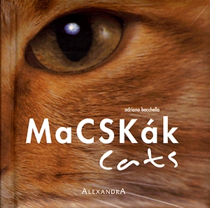 Macskák / Cats